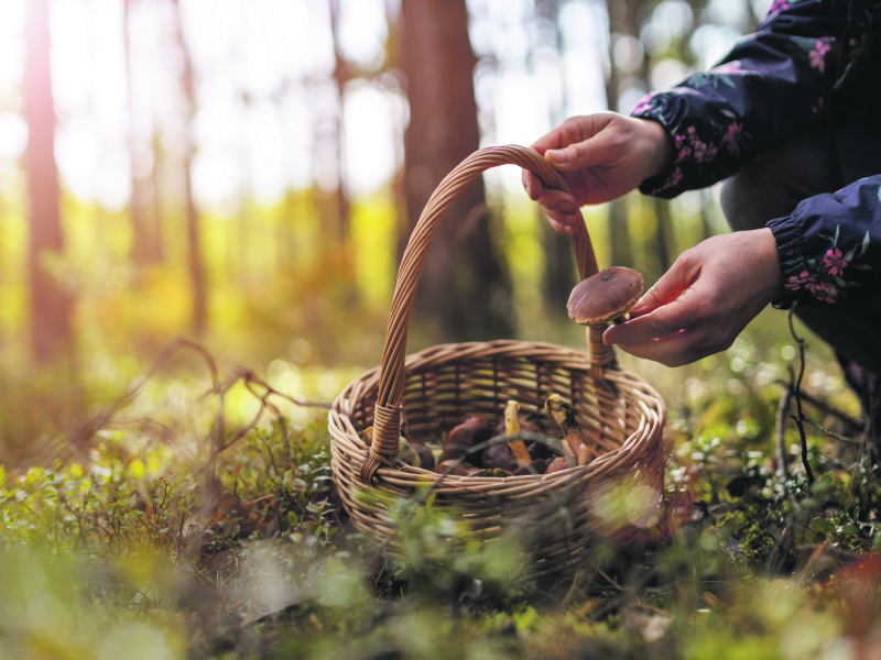 Read more about the article Foraging for Food: Sustainable and Free Wild Edibles