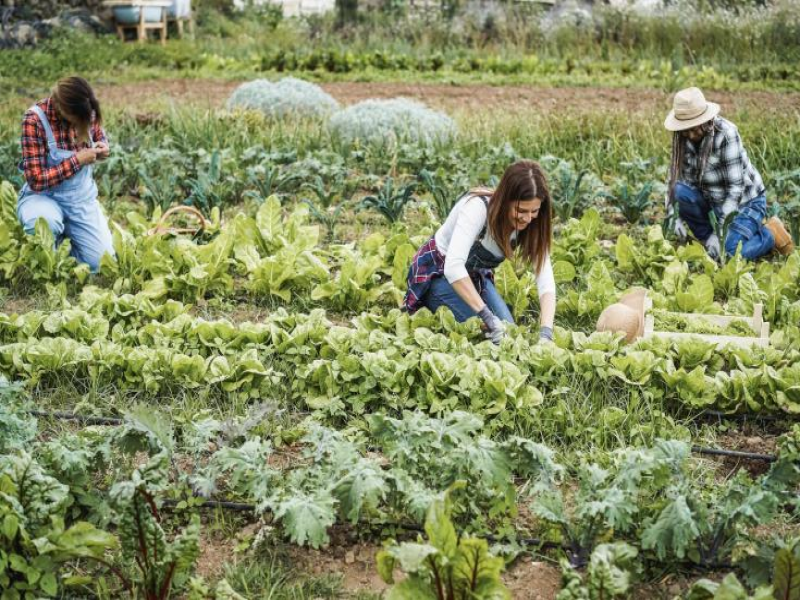 Food Producers and Supporting Local Agriculture