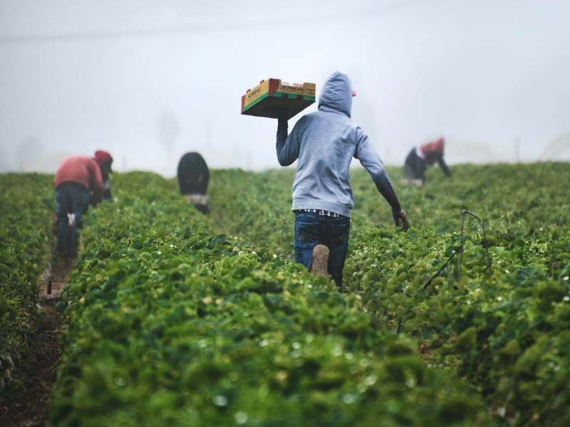 Food Producers and Supporting Local Agriculture