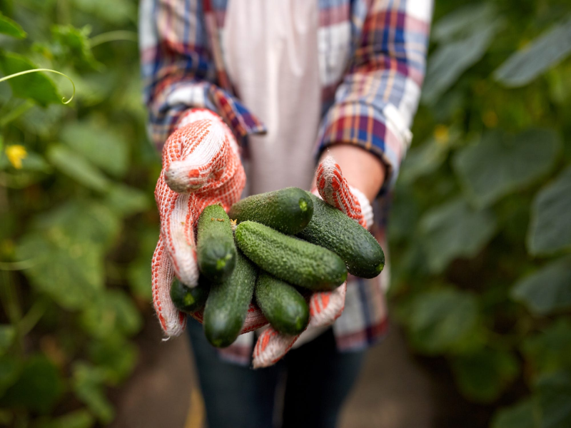 The Impact of Food Choices